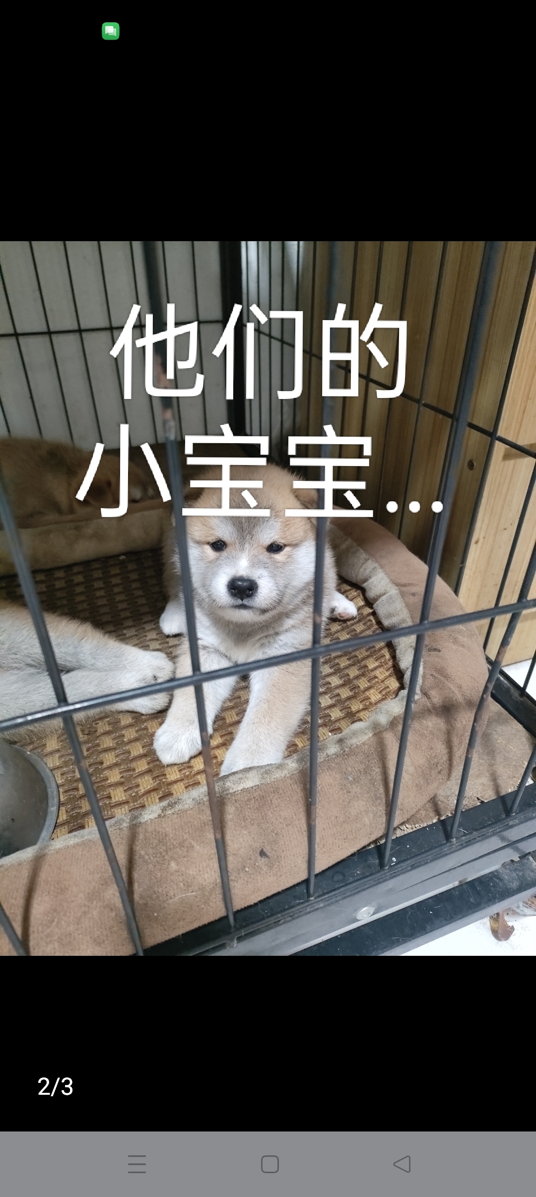 柴犬宝宝出售了...
小公柴犬宝宝...